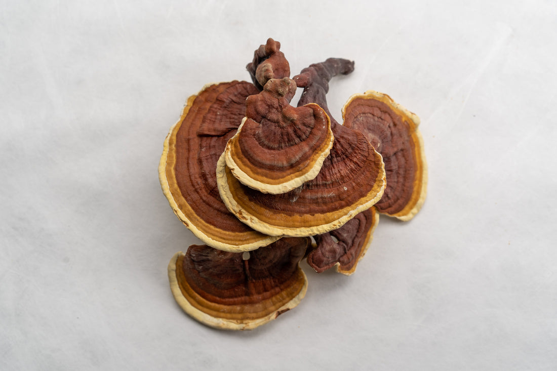 Reishi: The Queen of Mushrooms for Calm and Immunity