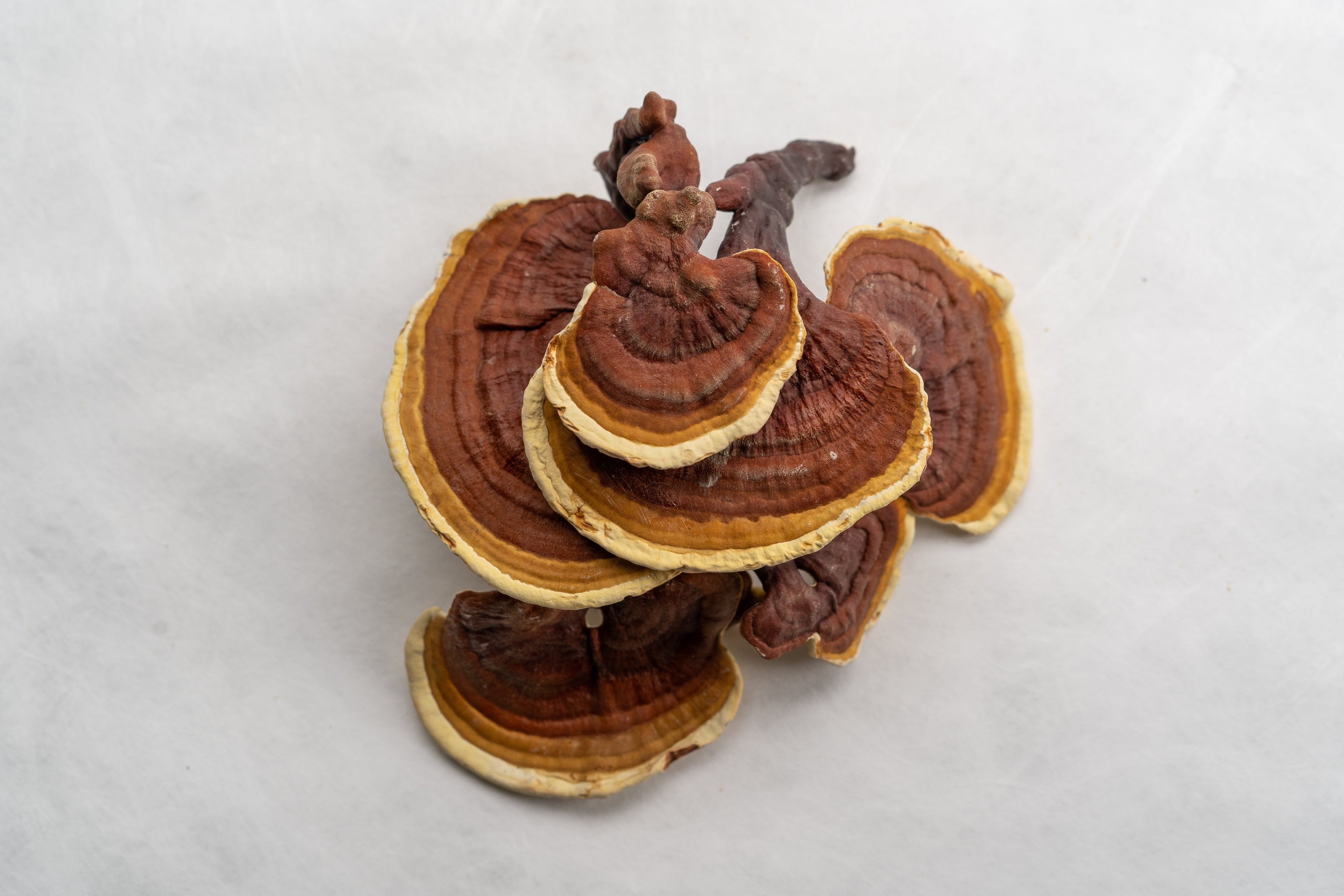 Reishi: The Queen of Mushrooms for Calm and Immunity