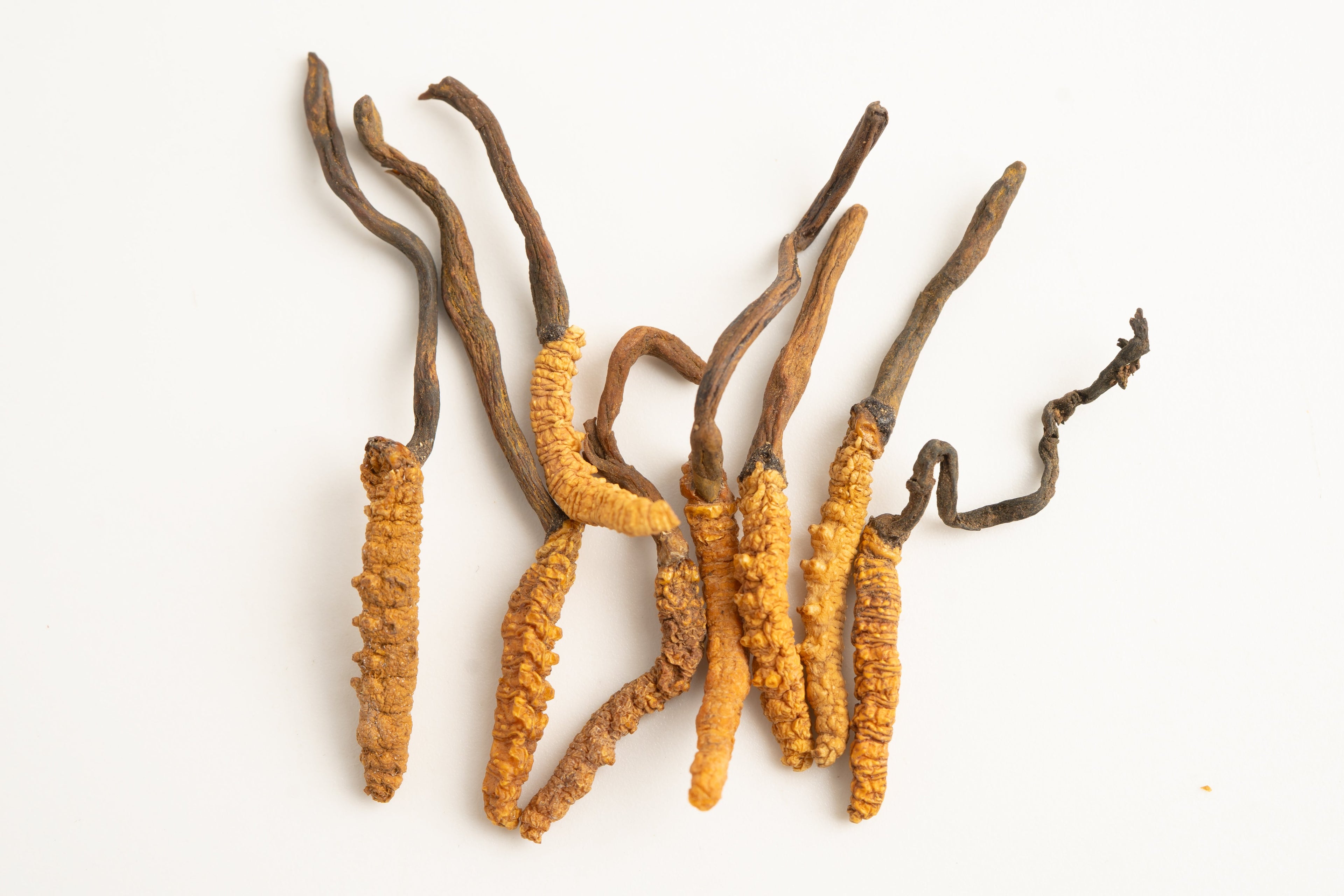 Cordyceps: The Natural Energy Enhancer